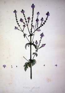 Verbena officinalis (Verveine officinale). Herbier du XIXe siècle.