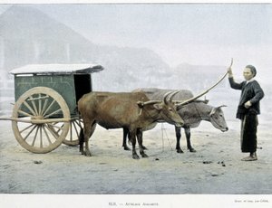 Attelage vietnamien, « Tour du monde », fin du 19ème siècle - Unknown artist