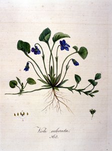 Violette. Gravure du 19ème siècle