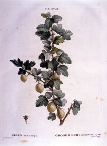 Groseille blanche ou maquereau : planche botanique du 19ème siècle. - Unknown artist
