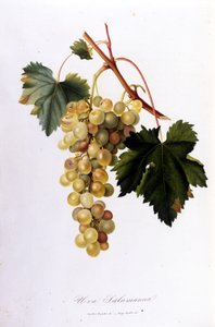 Raisins blancs. Gravure du 19ème siècle