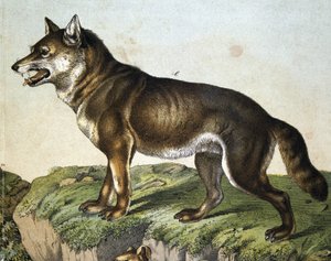 Loup - dans « Histoire naturelle des mammifères », éd. Schreiber, Munich - Unknown artist