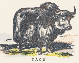 Y : yak - Unknown artist