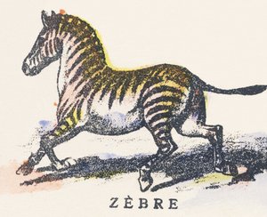 Z : zèbre