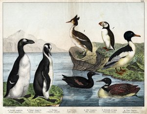 a: Harle bièvre (Mergus merganser), b: Grèbe huppé (Podiceps cristatus), c: Plongeon imbrin (Gavia immer), d: Guillemot noir (Cepphus grylle), Grand pingouin (Pinguinus impennis), f: Macareux moine (Fratercula arctica), g: Manchot royal (Aptenodytes patago - Unknown artist