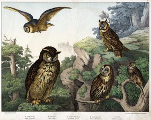 a : Chouette dorée (Bubo ignavus), b : Hulotte (Asio shell), c : Chouette sauvage (Syrnium aluco), d : Chouette (Strix flammea), e : Chouette (Athene noctua) - dans « Histoire naturelle des oiseaux », éd. Hoepli, Milan - Unknown artist