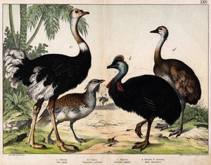 a : Grande outarde (Otis tarda), b : Casoar (Casuarius galeatus), c : Autruche africaine (Struthio camelus), d : Nandou (Rhea americana) - Dans « Histoire naturelle des oiseaux », éd. Hoepli, Milan - Unknown artist