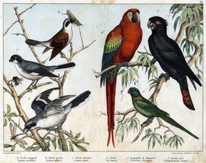 a: Pie-grièche grise (Lanius excubitor), b: Pie-grièche du Nord (Lanius collurio), c: Pie-grièche à poitrine rose (Lanius linor), d: Ara rouge (Ara macao), e: Perroquet d