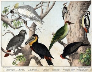 a: Perroquet gris (Psittacus erithacus), b: Perroquet cacatoes (Cacatua galerita), c: Toucan (Ramphastos temminckii), d: Pic noir (Picus Martius), e: Pic vert (Gecinus veridis), f: Pic épeiche (Dendrocopus minor) - « Histoire naturelle des oiseaux » - Unknown artist