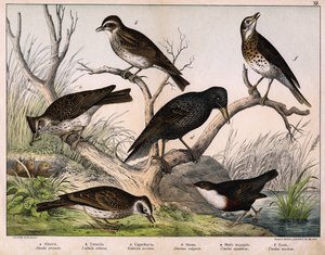 a: Alouette des champs, b: Alouette lulu, c: Cappellaccia, d: Étourneau sansonnet, e: Cincle plongeur, f: Grive musicienne - dans « Histoire naturelle des oiseaux », éd. Hoepli, Milan