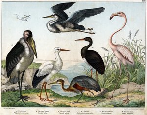 a: Phénicoptère ou flamant rose (Phoenicopterus roseus), b: cigogne blanche (Ciconia alba), c: cigogne noire (Ciconia nigra), d: marabout (Leptoptilus crumenifer), e: héron blanc (Ardea cinerea), f: héron rouge (Ardea purpurea) - dans « Histoire naturelle  - Unknown artist