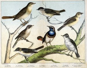 a : Rossignol (Luscinia vera), b : Pettazzuro (Cyanecula suecica), c : Fauvette à tête noire (Sylvia atricapilla), d : Fauvette grisette (Sylvia ciciera), e : Becfigue (Sylvia salicaria), f : Fauvette (Sylvia curruca), g : Hypolaïs ictérine (Hypolais icter - Unknown artist