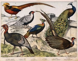a: Faisan argenté (Euplocamus nycthemerus), b: Faisan doré (Thaumalea picta), c: Faisan majestueux (Argus giganteus), d: Paon bleu (Pavo cristatus), e: Lophophore impeyanus, f: Dinde (Meleagris gallo-pavo), dans « Histoire naturelle des oiseaux », éd. Hoep - Unknown artist