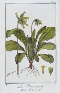 La Primevère (Primula veris) - dans "Exercices de botanique à l