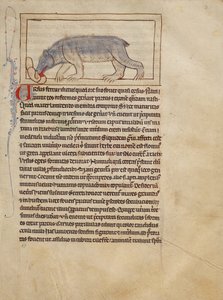 A Bear - Unknown artist