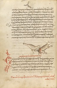 Un oiseau qui picore un animal - Unknown artist