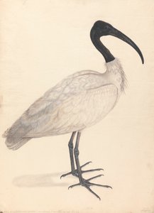 Un oiseau indien noir et blanc, (un d