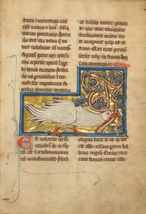 Un oiseau de Caladrius - Unknown artist