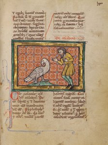 Un oiseau de Caladrius