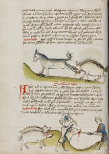 Un âne donne un coup de pied à un sanglier ; un cochon est abattu - Unknown artist