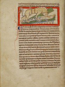 Une hyène - Unknown artist