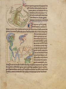 Un lézard ; des salamandres - Unknown artist