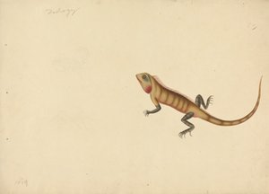 Un lézard avec des croquis d