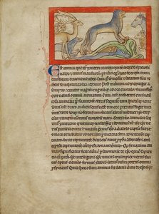 Une panthère - Unknown artist