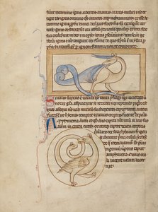 Un Scitalis ; Un Amphisbaena - Unknown artist
