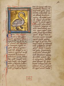 Un cygne - Unknown artist