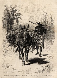 Un marchand de cannes et sa mule à Cartago (Costa Rica)