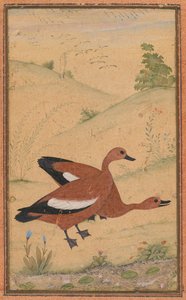 Une paire de canards Brahminy - Unknown artist
