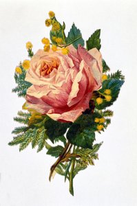 Une rose - Unknown artist