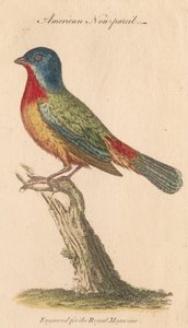 Non-pareil Américain - Unknown artist