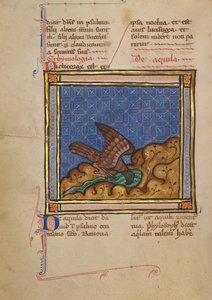 Un aigle - Unknown artist