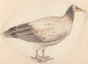 Un Vautour Égyptien - Unknown artist