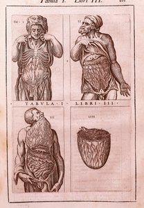Planche anatomique représentant : les dimensions, muscles de l