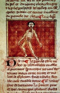Figure anatomique : peau, poitrine ouverte - Unknown artist