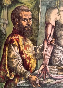 Andreas Vesalius (Gravure)