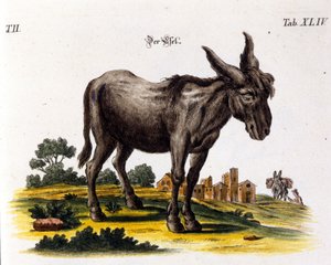 Ankey. Représentation du 18ème siècle