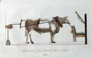 Appareil pour habituer les bœufs à la ligne. Planche tirée du « Giornale dell