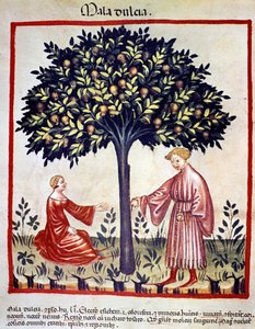 Cueillette des pommes. Enluminure du « Tacuinum sanitatis » - Unknown artist