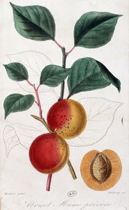 Abricot - planche botanique - Unknown artist