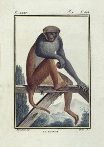 BUFON, Georges-Louis Leclerc, comte de (1707-1788). Singes rhésus. Illustration de l