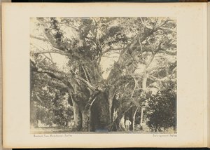 Baobab. Mombassa. - Unknown artist