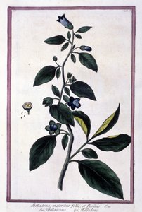 Belladone, fleurs et baies. Plante toxique utilisée en médecine. Gravure d
