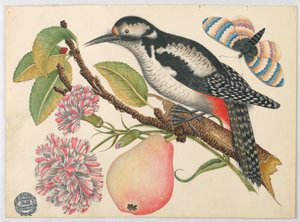 Oiseau, papillon et poire - Unknown artist