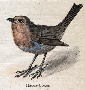 Oiseaux utiles à l