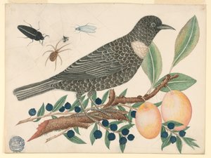 Oiseau Noir avec Myrtilles et Abricots - Unknown artist