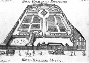 Jardin botanique - HORTI UPSALIENSIS perspective et plan. - Unknown artist